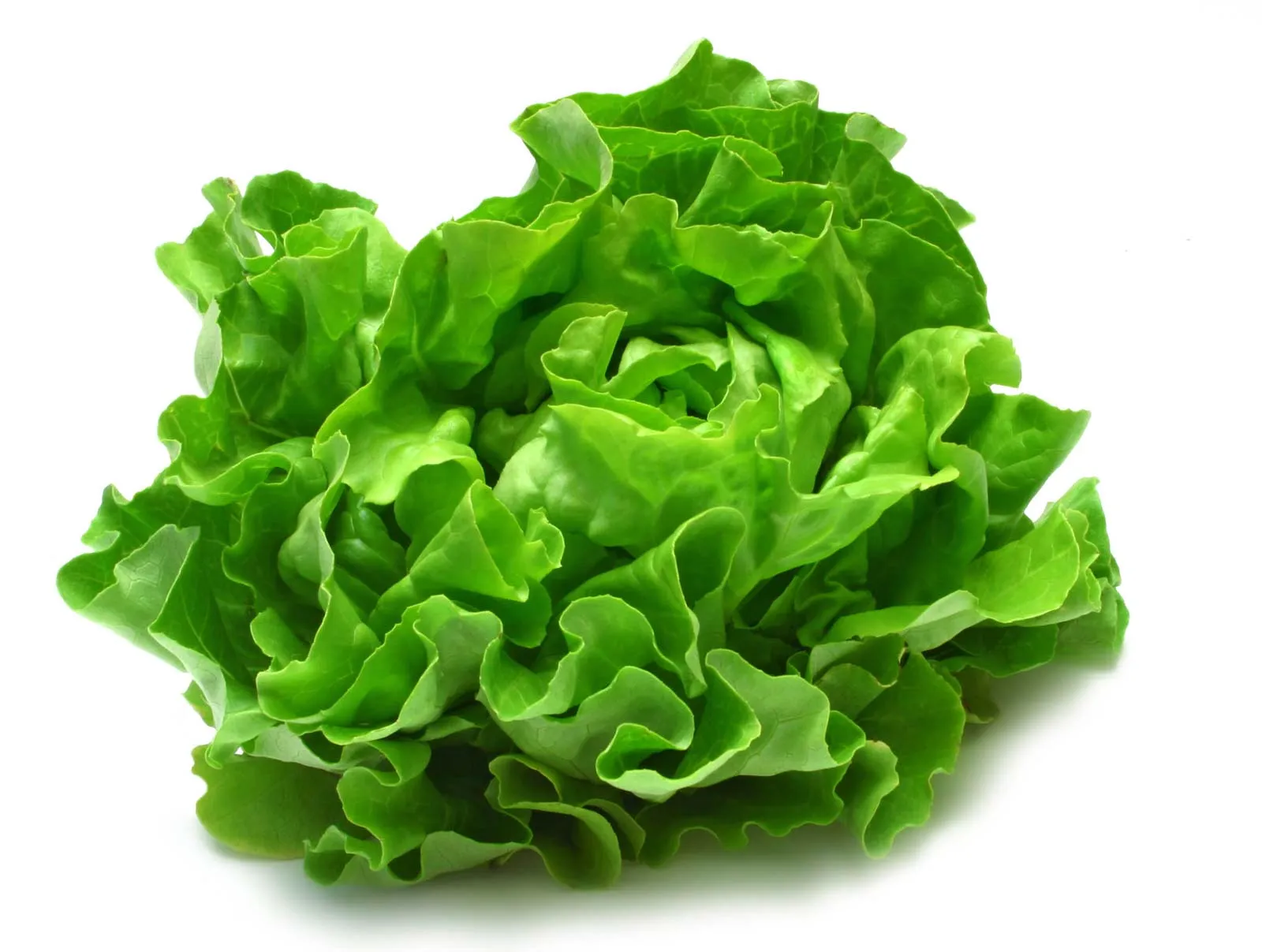LETTUCE