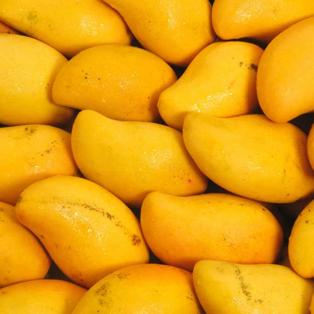 Fresh ripe mangoes - the king of fruits from Red Produce Inc